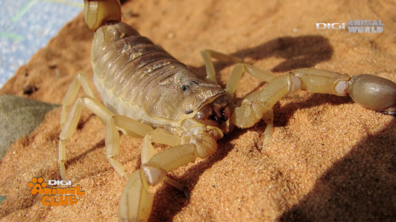 Terrarii Alex Fota (10)