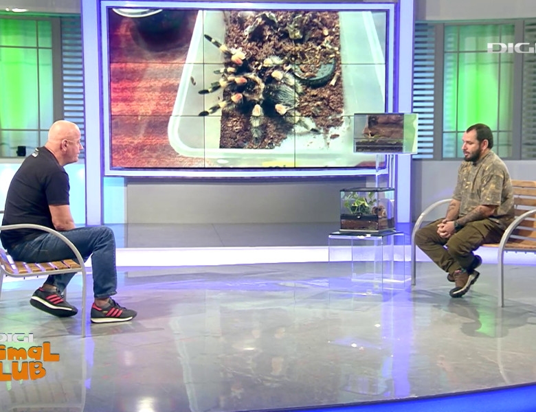 Terrarii Alex Fota (14)