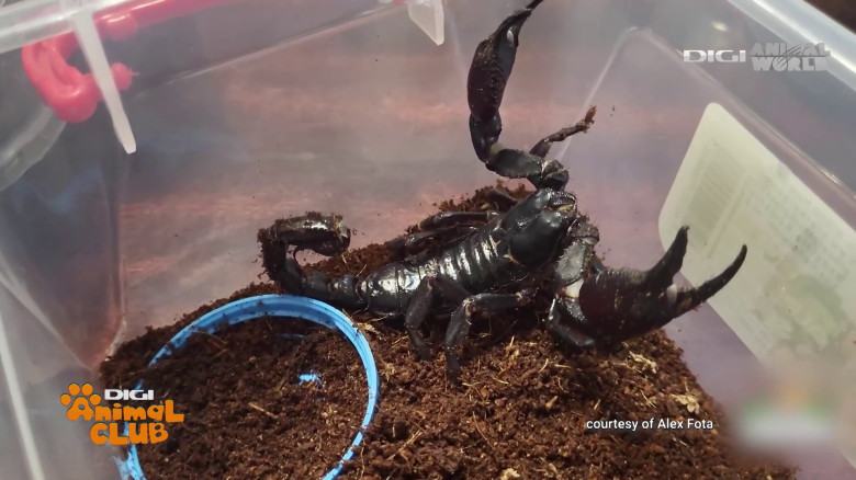 Terrarii Alex Fota (11)