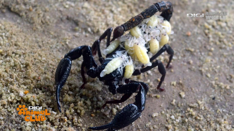 Terrarii Alex Fota (12)