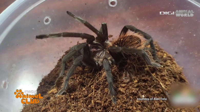 Terrarii Alex Fota (15)