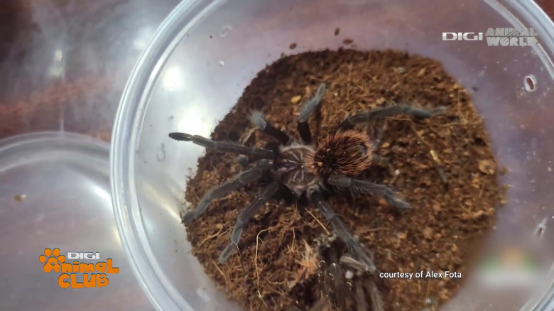 Terrarii Alex Fota (16)