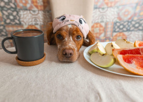 5 fructe sigure pentru câini recomandate de un veterinar/ Profimedia