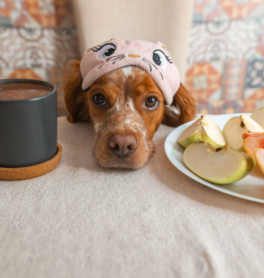 5 fructe sigure pentru câini recomandate de un veterinar/ Profimedia