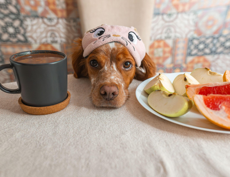 5 fructe sigure pentru câini recomandate de un veterinar/ Profimedia