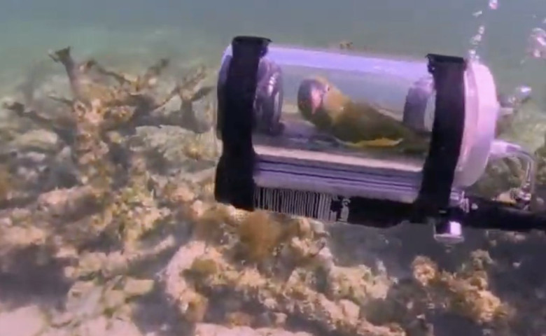 Un papagal a mers cu submarinul &icirc;n vacanț&abreve;&sol; Foto&colon; Captur&abreve; video