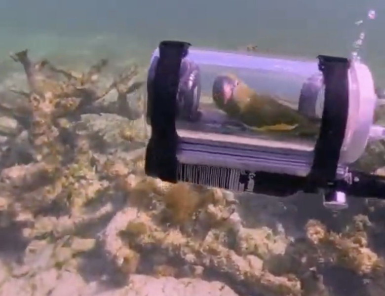 Un papagal a mers cu submarinul în vacanță/ Foto: Captură video