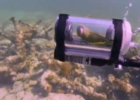 Un papagal a mers cu submarinul în vacanță/ Foto: Captură video