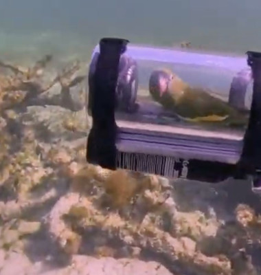 Un papagal a mers cu submarinul în vacanță/ Foto: Captură video