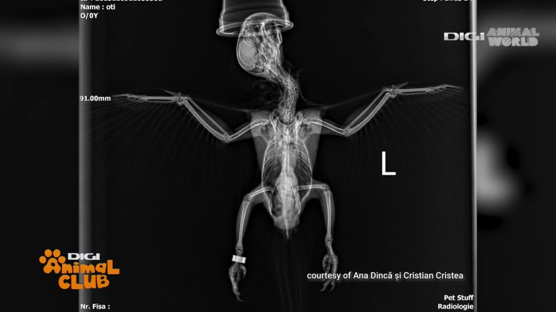 Medicina animalelor exotice (1)