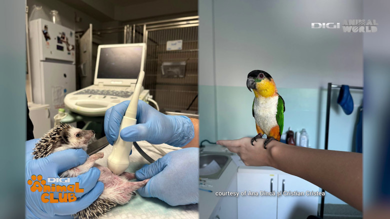 Medicina animalelor exotice (2)