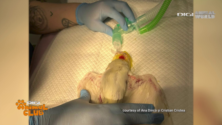 Medicina animalelor exotice (5)