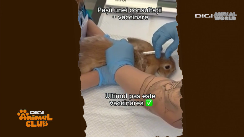 Medicina animalelor exotice (10)