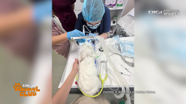 Medicina animalelor exotice (7)