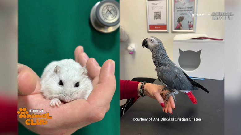 Medicina animalelor exotice (8)