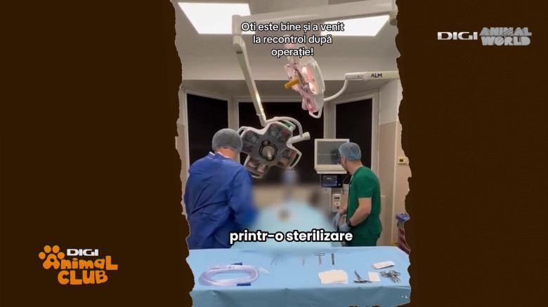 Medicina animalelor exotice (11)