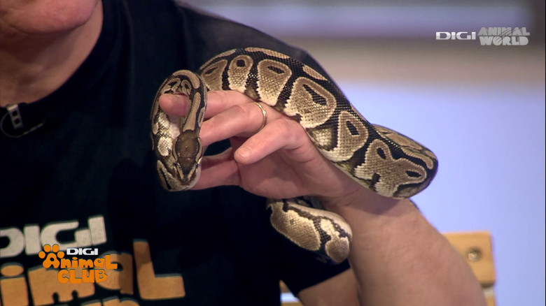 Medicina animalelor exotice (12)