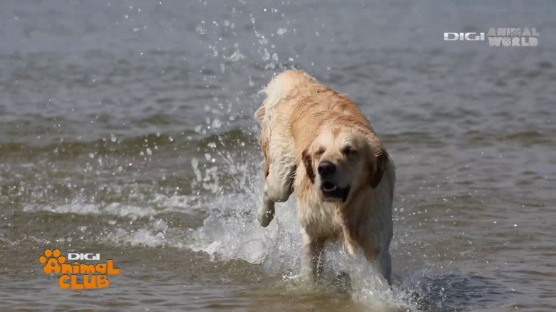 Aplicația care traduce comportamentul câinelui Digi Animal Club(6)