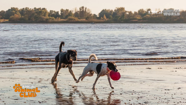 Aplicația care traduce comportamentul câinelui Digi Animal Club(9)
