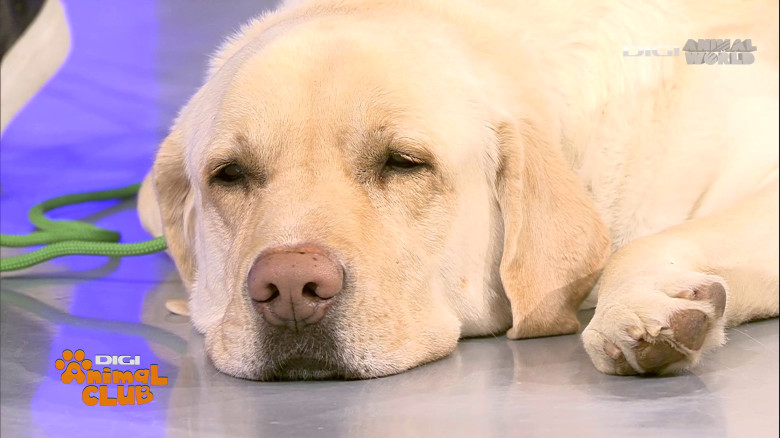 Aplicația care traduce comportamentul câinelui Digi Animal Club(13)