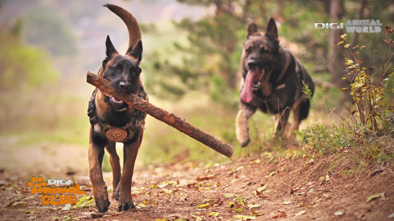 Aplicația care traduce comportamentul câinelui Digi Animal Club(15)