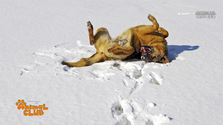 Aplicația care traduce comportamentul câinelui Digi Animal Club(16)