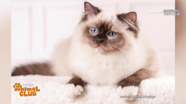 Digi Animal Club Ragdoll Irina Kovyazina (10)