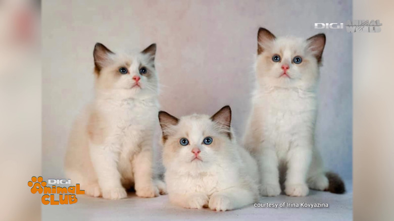 Digi Animal Club Ragdoll Irina Kovyazina (12)