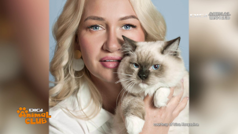 Digi Animal Club Ragdoll Irina Kovyazina (13)