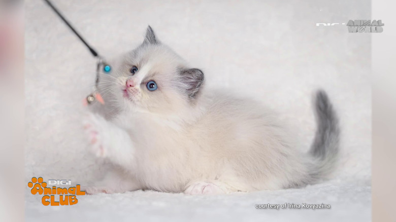 Digi Animal Club Ragdoll Irina Kovyazina (14)