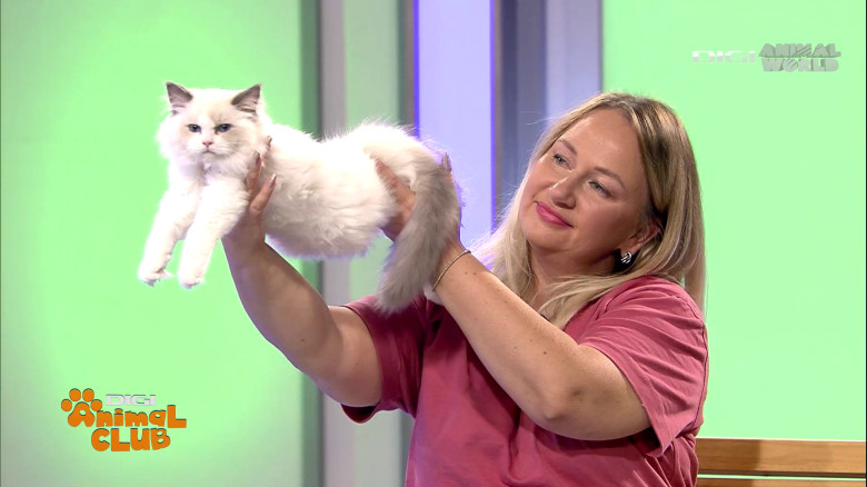 Digi Animal Club Ragdoll Irina Kovyazina (15)