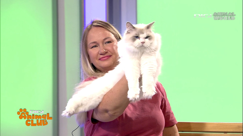 Digi Animal Club Ragdoll Irina Kovyazina (16)