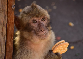 Gibraltar's monkeys "self-medicate" to help them digest tourists� junk food