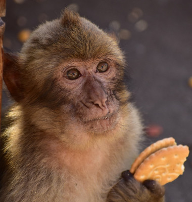 Gibraltar's monkeys 