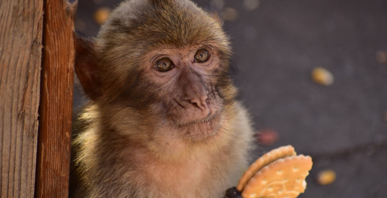 Gibraltar's monkeys "self-medicate" to help them digest tourists� junk food