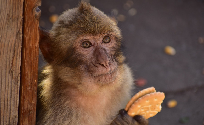 Gibraltar's monkeys "self-medicate" to help them digest tourists� junk food
