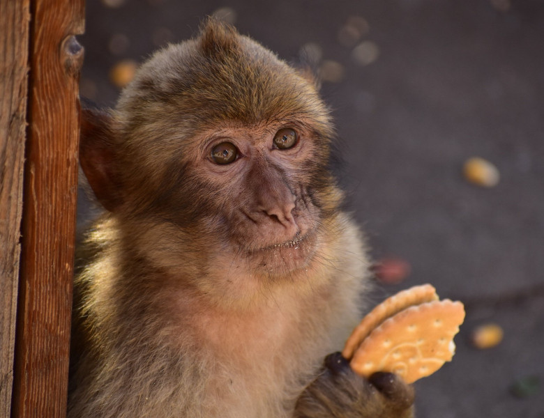 Gibraltar's monkeys "self-medicate" to help them digest tourists� junk food