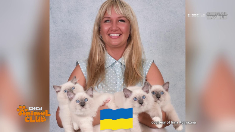 Digi Animal Club Ragdoll Irina Kovyazina (17)