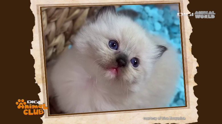 Digi Animal Club Ragdoll Irina Kovyazina (3)