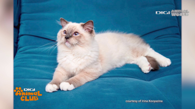 Digi Animal Club Ragdoll Irina Kovyazina (4)