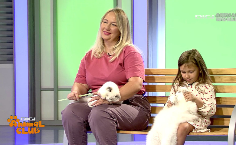 Digi Animal Club Ragdoll Irina Kovyazina (5)