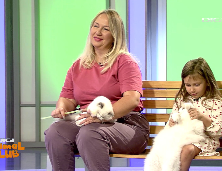 Digi Animal Club Ragdoll Irina Kovyazina (5)