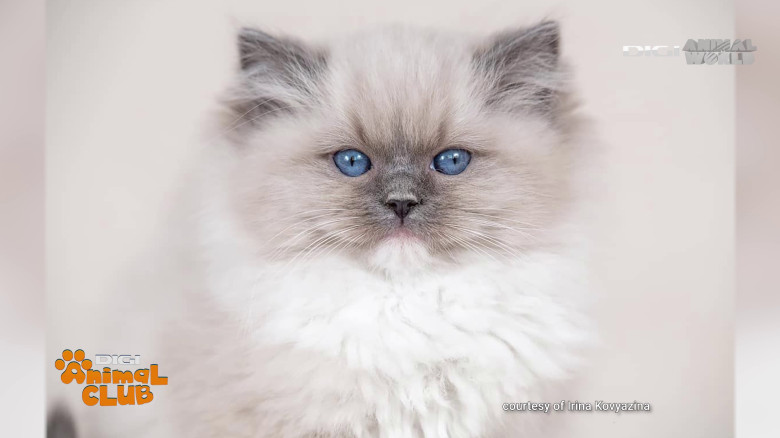 Digi Animal Club Ragdoll Irina Kovyazina (6)