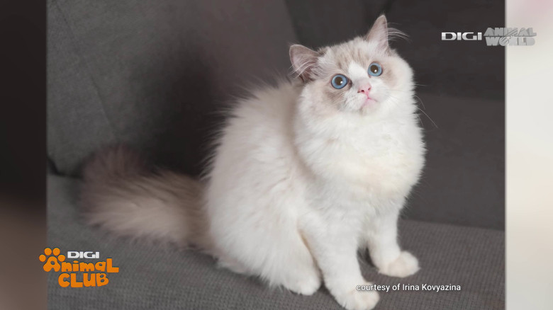 Digi Animal Club Ragdoll Irina Kovyazina (7)