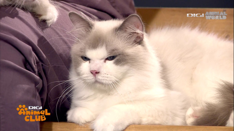 Digi Animal Club Ragdoll Irina Kovyazina (9)