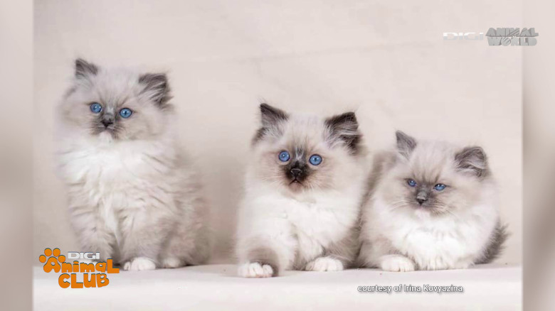 Digi Animal Club Ragdoll Irina Kovyazina (8)