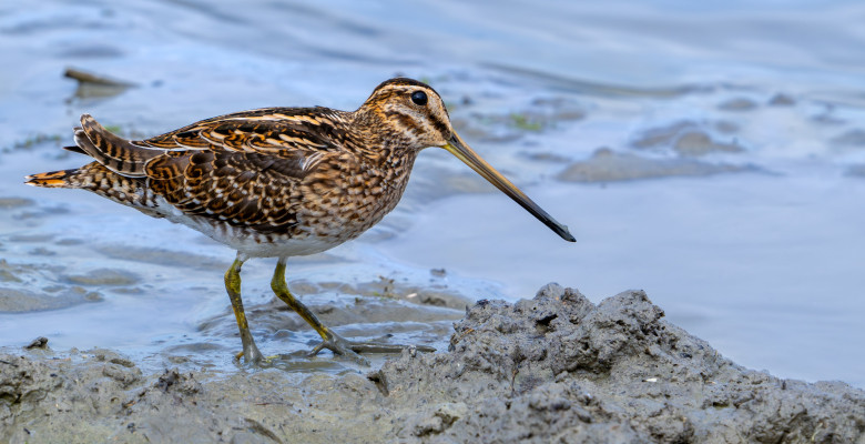 Becațină americană/ Profimedia