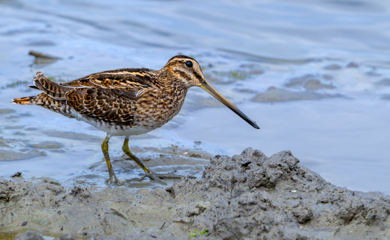Becațin&abreve; american&abreve;&sol; Profimedia