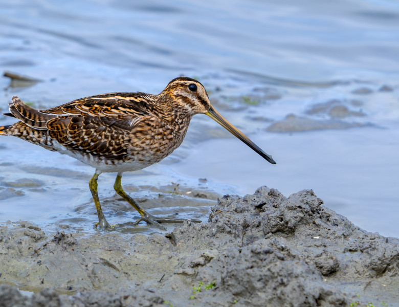 Becațină americană/ Profimedia