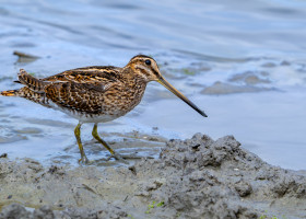 Becațină americană/ Profimedia